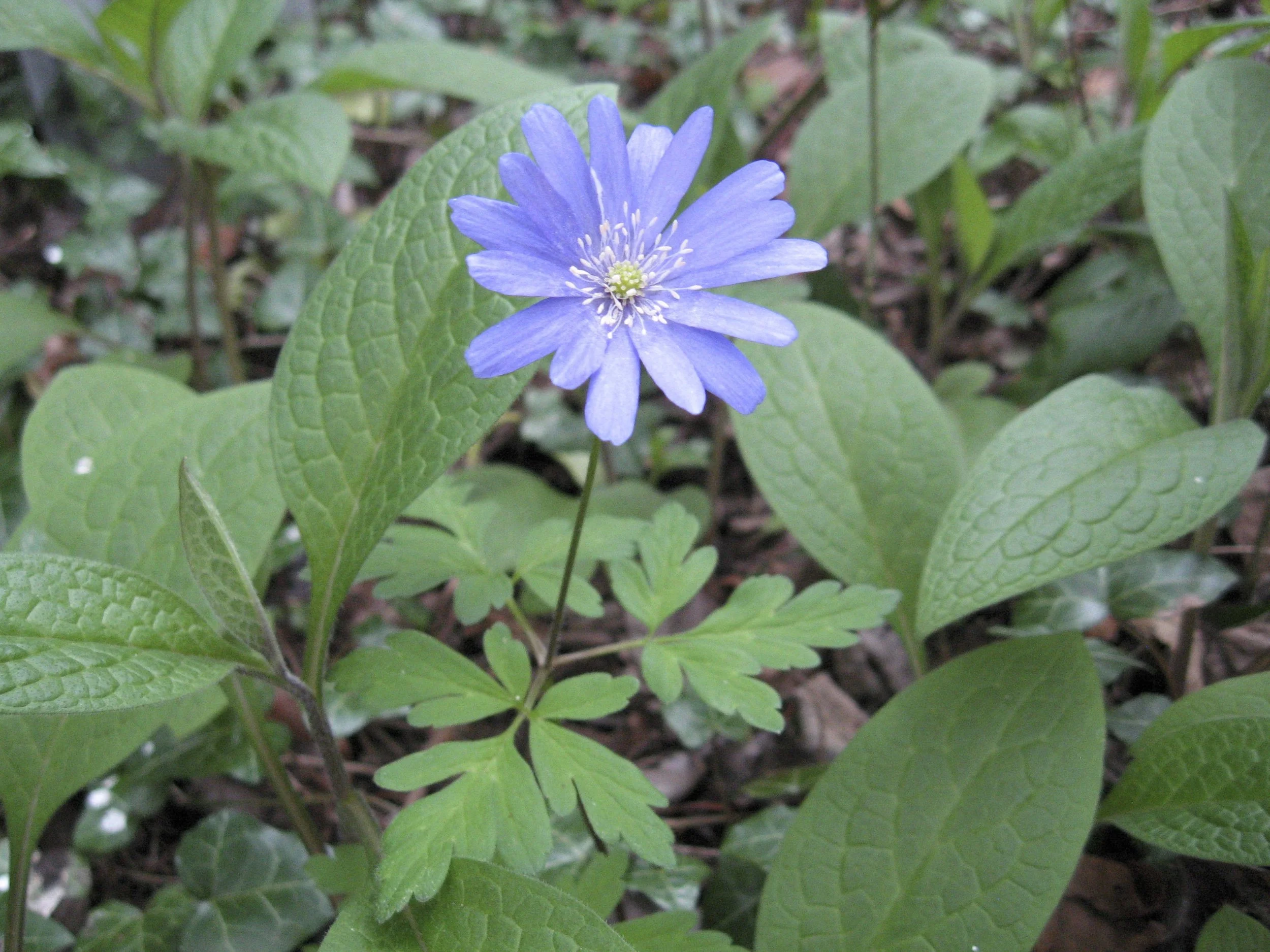 Anemone species — BSBI VC77